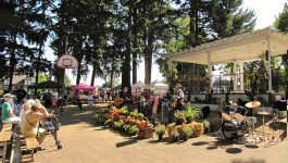 Harvest festival 2012