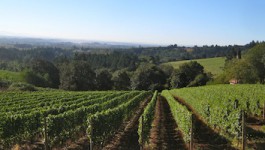 Dayton Vineyard