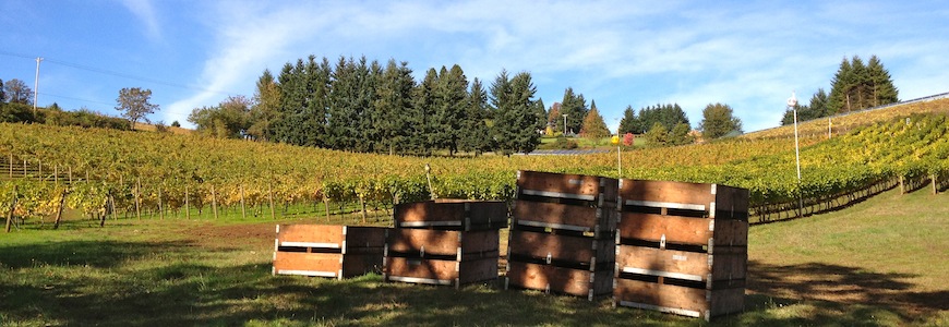 Dayton Vineyard