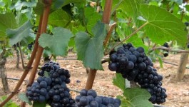Grapes on the vine